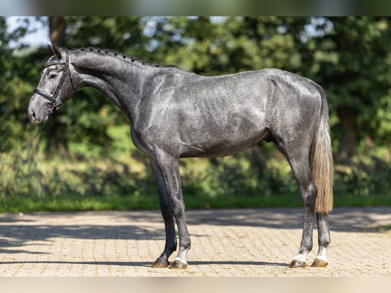 Westfaal Hengst 3 Jaar 168 cm Schimmel in GROTE-BROGEL