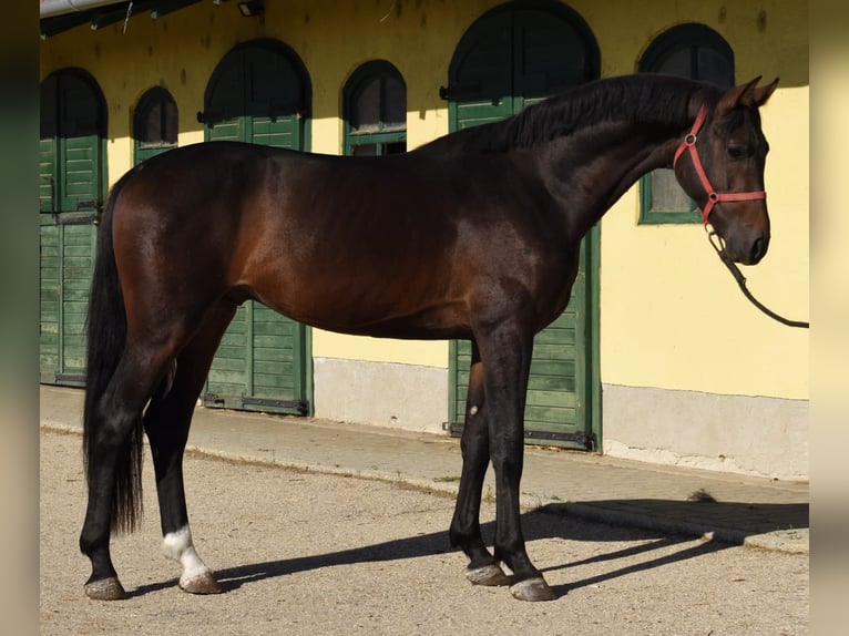 Westfaal Hengst 3 Jaar 169 cm Donkerbruin in Murska Soboda