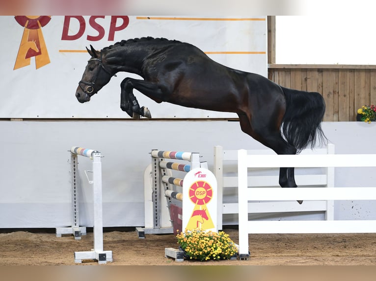 Westfaal Hengst 3 Jaar 172 cm Donkerbruin in Gomadingen