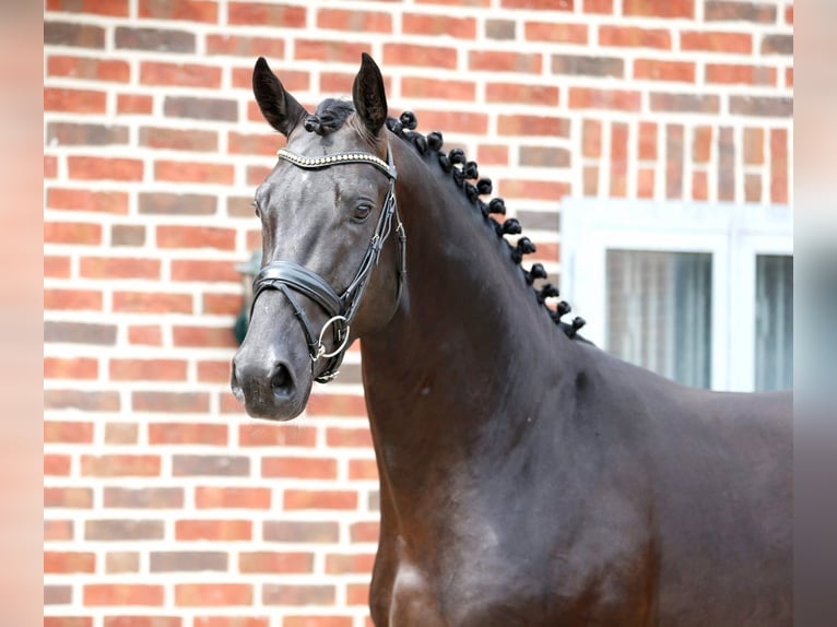 Westfaal Hengst 3 Jaar 173 cm Zwartbruin in Bramsche