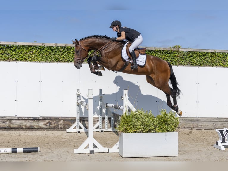 Westfaal Hengst 3 Jaar 176 cm Bruin in Waddinxveen