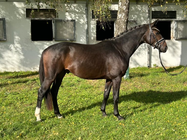 Westfaal Hengst 4 Jaar 157 cm Donkerbruin in Burgdorf