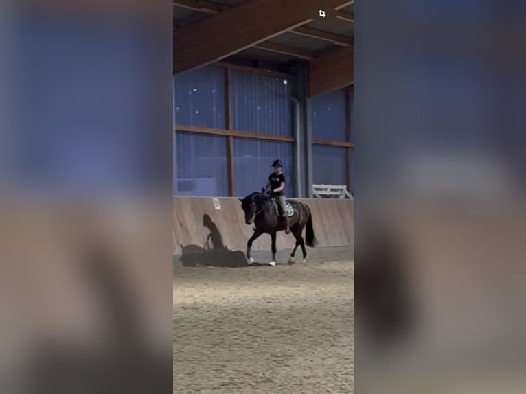 Westfaal Hengst 4 Jaar 163 cm Bruin in Witten