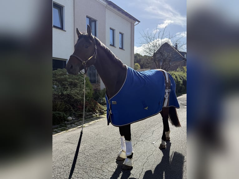 Westfaal Hengst 4 Jaar 163 cm Bruin in Witten