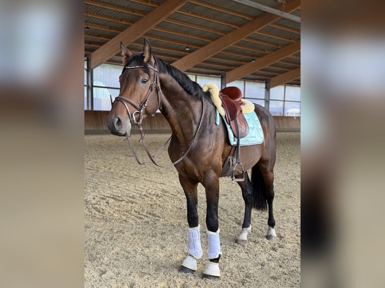 Westfaal Hengst 4 Jaar 163 cm Bruin in Witten
