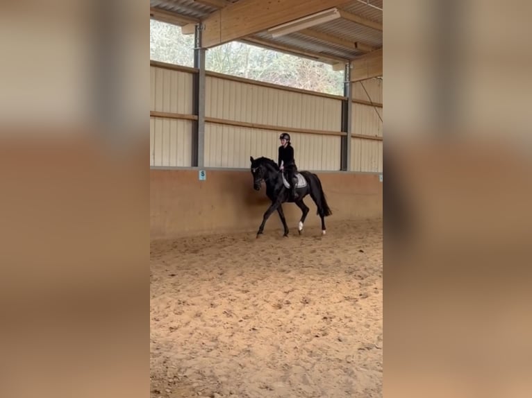 Westfaal Hengst 4 Jaar 168 cm Zwart in Bünde