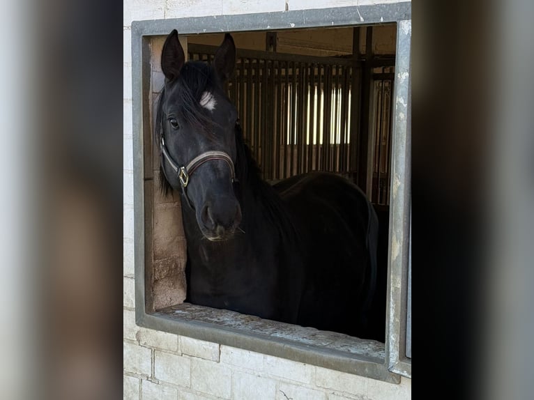 Westfaal Hengst 4 Jaar 168 cm Zwart in Bünde