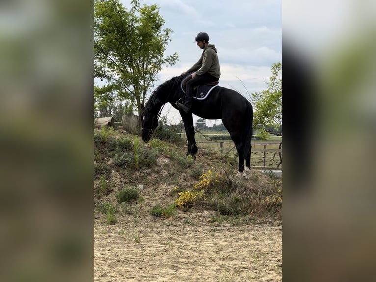 Westfaal Hengst 4 Jaar 169 cm Zwart in Bünde