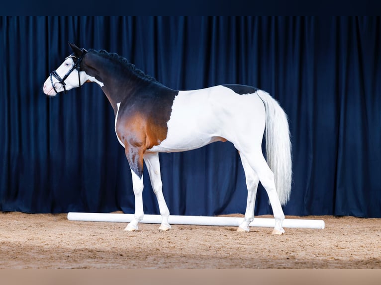 Westfaal Hengst 5 Jaar 150 cm Gevlekt-paard in Altenstadt