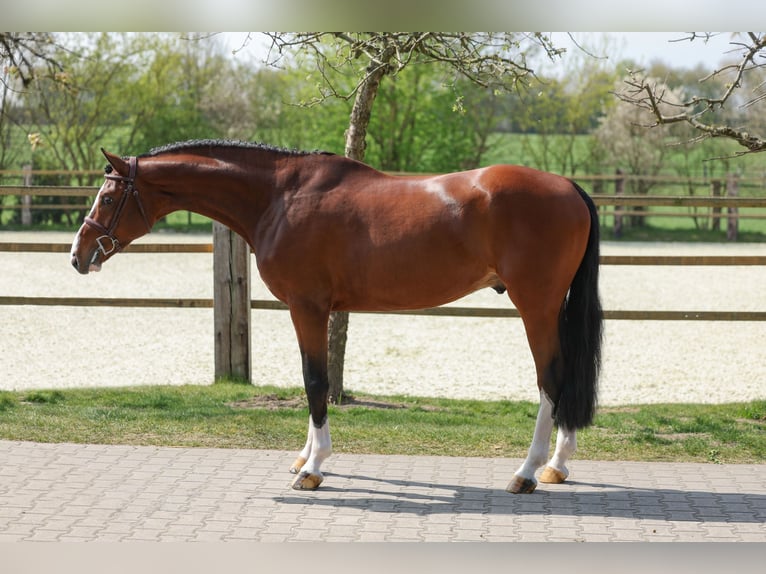 Westfaal Hengst 5 Jaar 167 cm Bruin in Lastrup