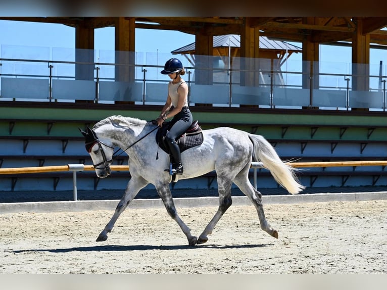 Westfaal Hengst 5 Jaar 167 cm Schimmel in Brno