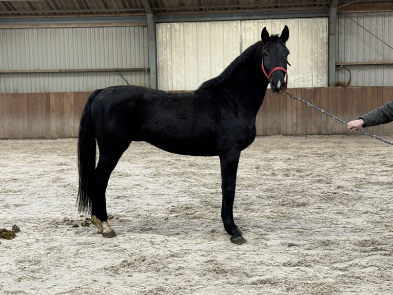 Westfaal Hengst 5 Jaar 168 cm Zwart in Zieuwent