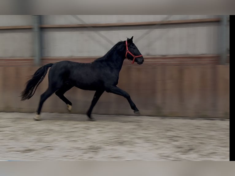 Westfaal Hengst 5 Jaar 168 cm Zwart in Zieuwent