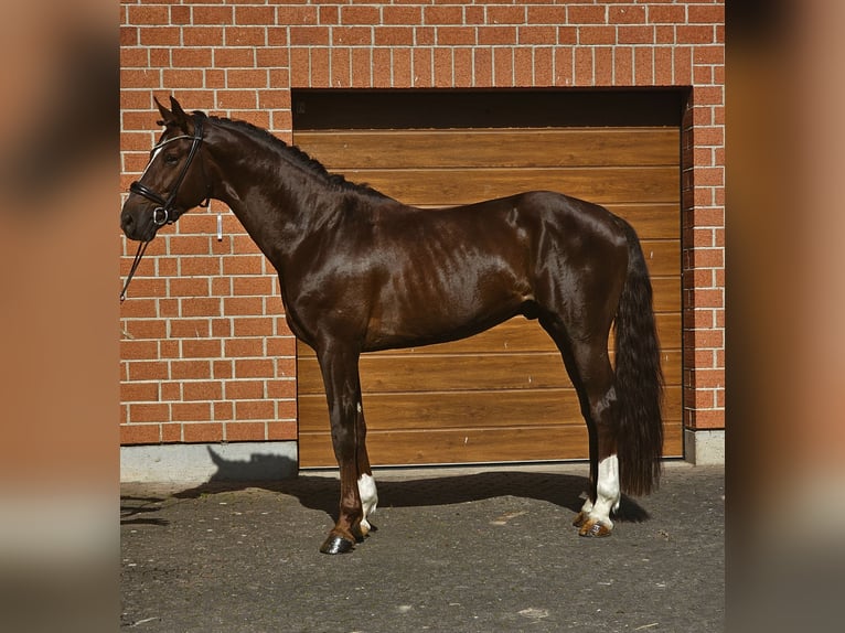 Westfaal Hengst 5 Jaar 172 cm Donkere-vos in Wehretal