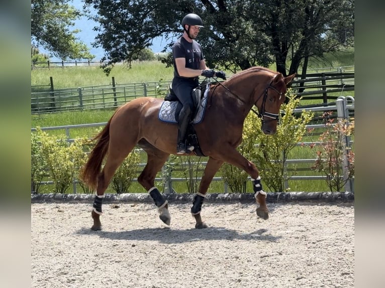 Westfaal Hengst 5 Jaar 176 cm Vos in BexBex