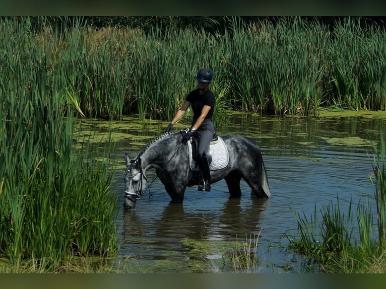 Westfaal Hengst 6 Jaar 164 cm Schimmel in Iserlohn