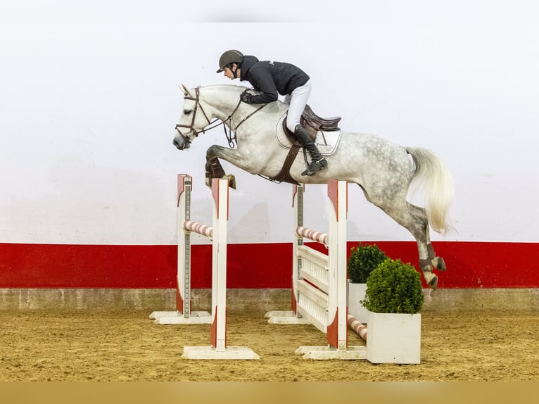 Westfaal Hengst 6 Jaar 164 cm Schimmel in Waddinxveen