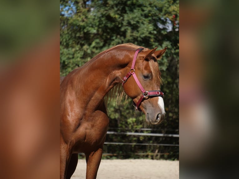 Westfaal Hengst 6 Jaar 165 cm Vos in Langenfeld