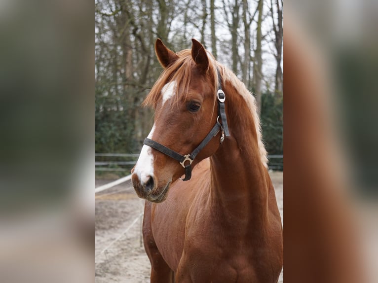 Westfaal Hengst 6 Jaar 165 cm Vos in Langenfeld