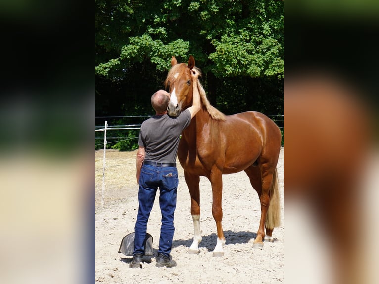 Westfaal Hengst 6 Jaar 165 cm Vos in Langenfeld