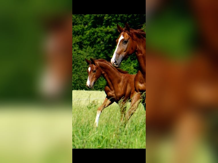 Westfaal Hengst 6 Jaar 165 cm Vos in Langenfeld