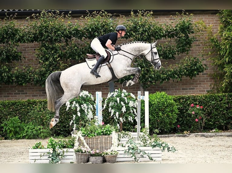 Westfaal Hengst 6 Jaar 173 cm Schimmel in Bladel