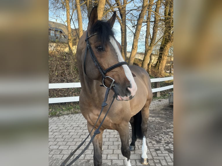 Westfaal Hengst 8 Jaar 168 cm Bruin in Neuried