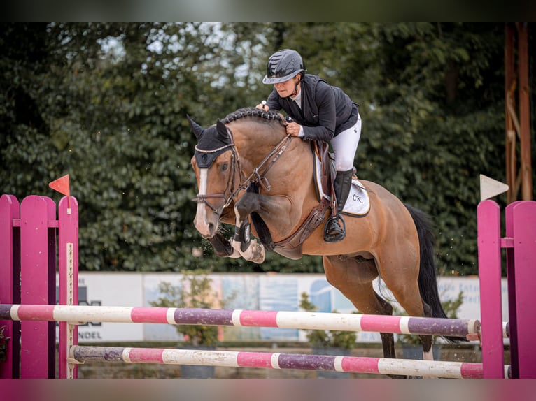 Westfaal Hengst 8 Jaar 168 cm Bruin in Neuried