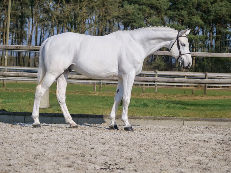 Westfaal Hengst 9 Jaar 168 cm Schimmel in Dohren