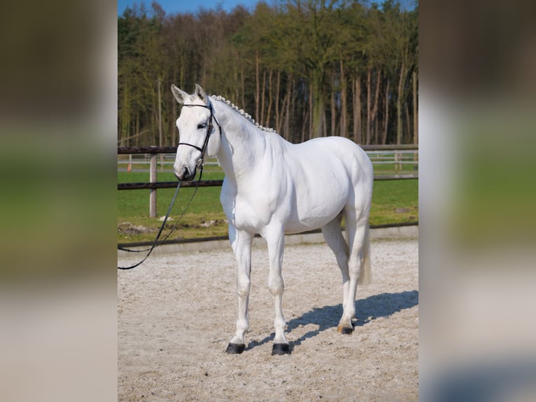 Westfaal Hengst 9 Jaar 168 cm Schimmel in Dohren