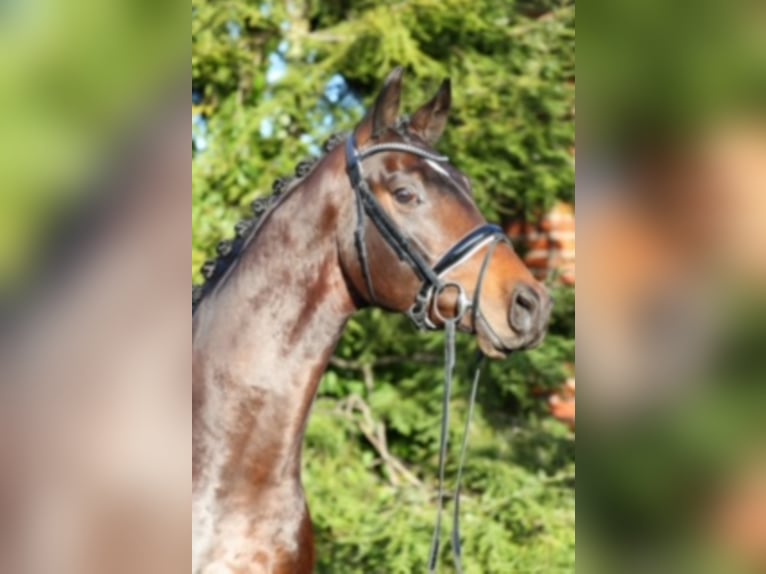 Westfaal Hengst Bruin in Münster