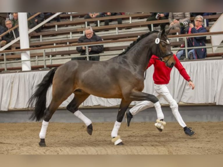 Westfaal Hengst Bruin in Celle