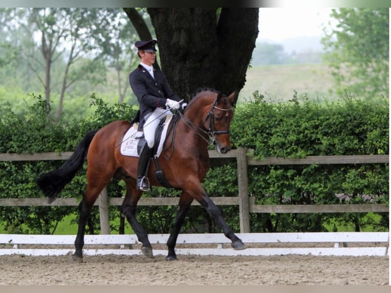 Westfaal Hengst Bruin in Mansfeld