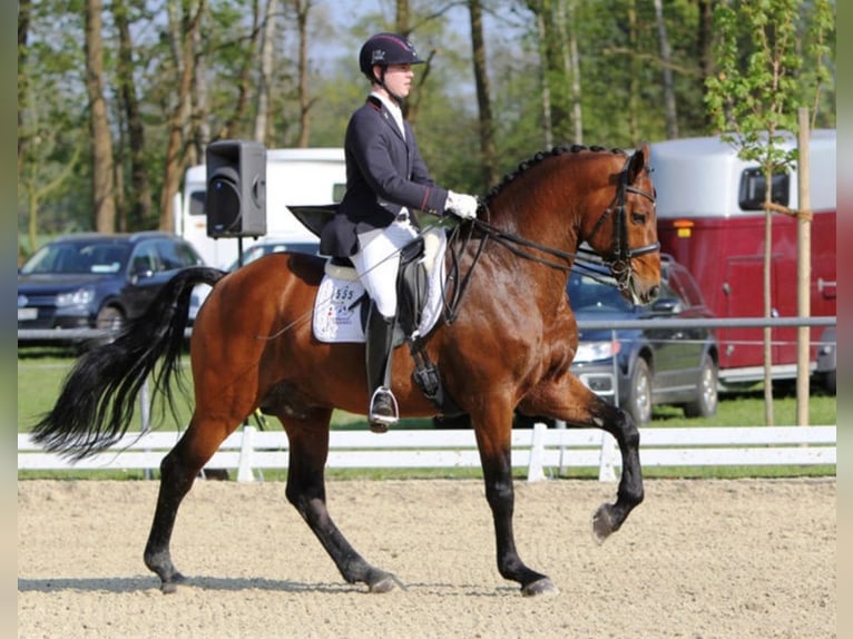 Westfaal Hengst Bruin in Mansfeld