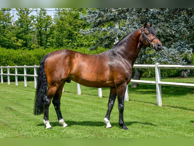 Westfaal Hengst Bruin in Hörstel