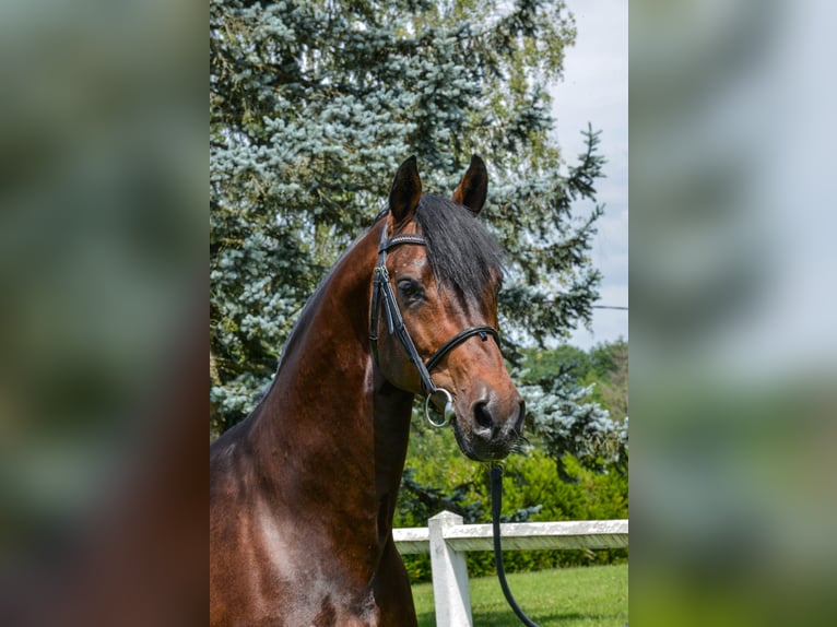 Westfaal Hengst Bruin in Hörstel