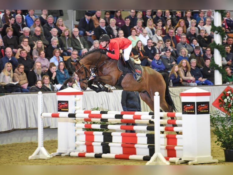 Westfaal Hengst Bruin in Löningen