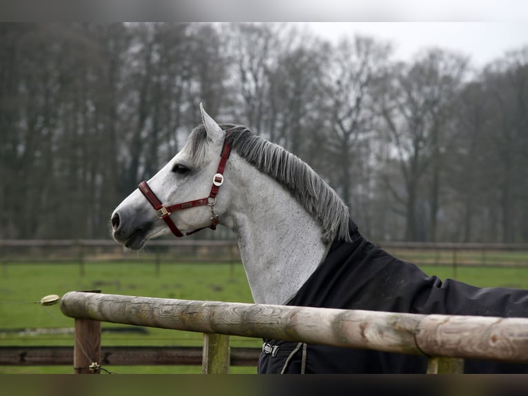 Westfaal Hengst in Celle