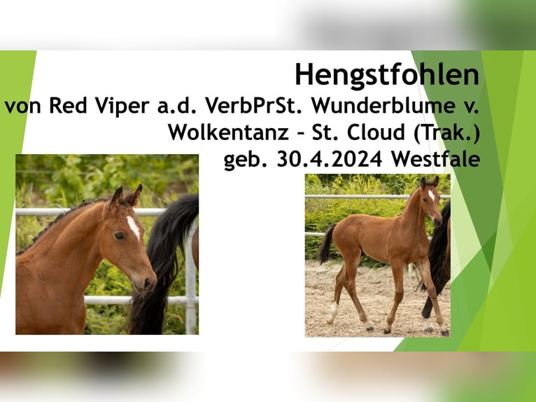 Westfaal Hengst veulen (04/2024) 166 cm Bruin in Halsenbach