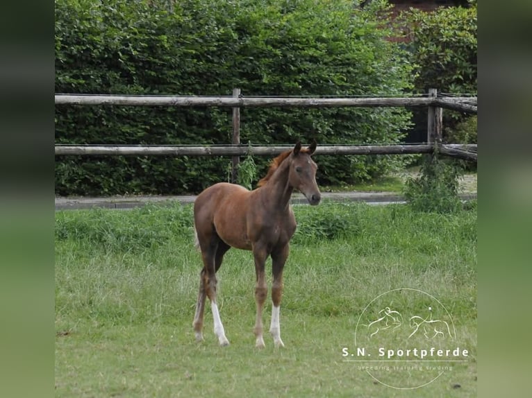 Westfaal Hengst Veulen (04/2026) 167 cm Vos in Swiekatowo
