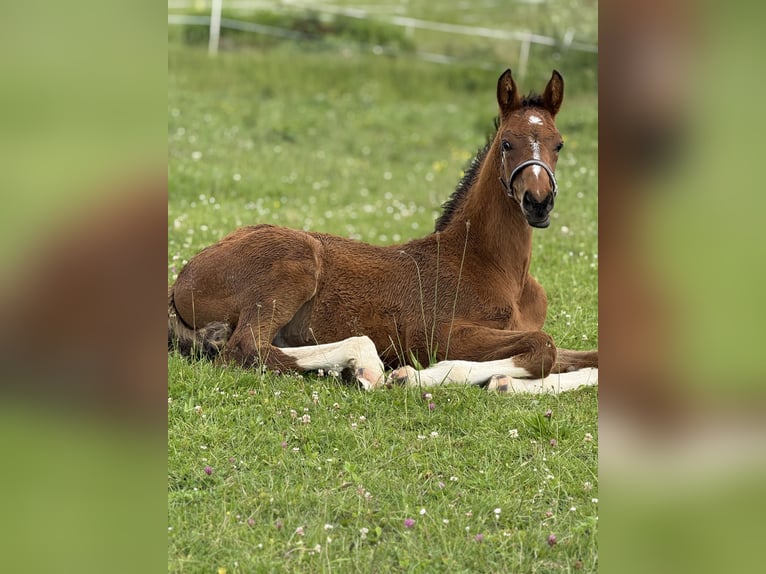 Westfaal Hengst  168 cm Bruin in Beverungen
