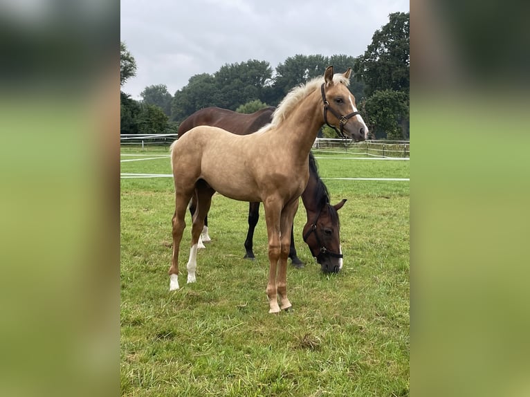 Westfaal Hengst veulen (01/2024) 168 cm Palomino in Viersen