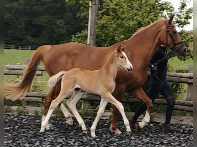 Westfaal Hengst Veulen (05/2026) 168 cm Vos in Horstmar