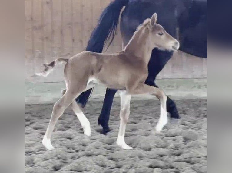 Westfaal Hengst  169 cm Donkere-vos in Telgte