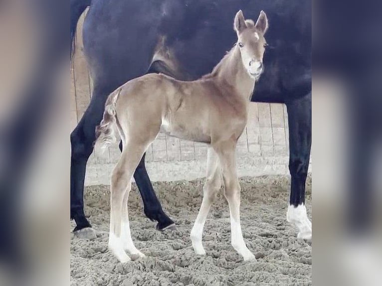 Westfaal Hengst  169 cm Donkere-vos in Telgte