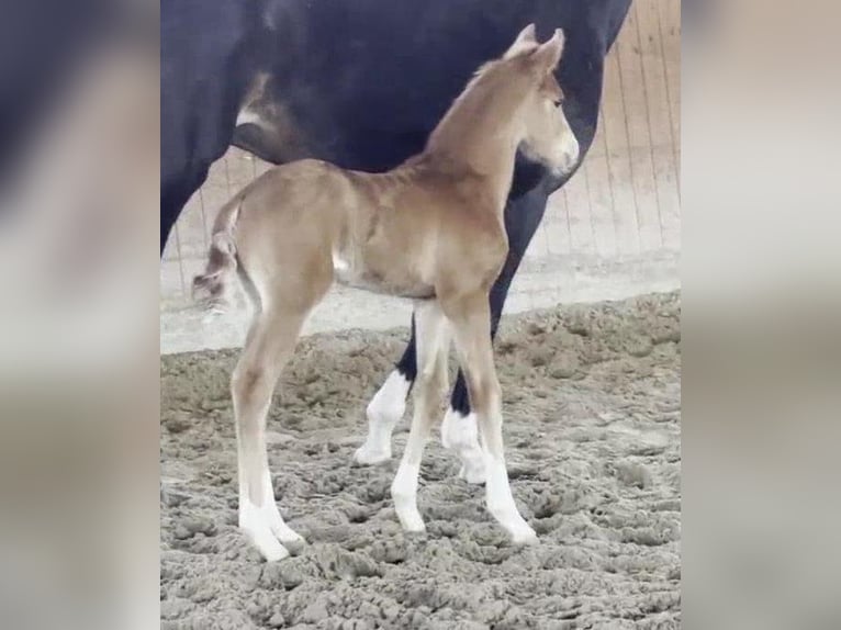 Westfaal Hengst  169 cm Donkere-vos in Telgte