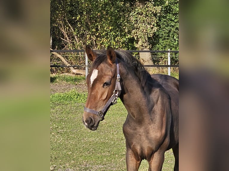 Westfaal Hengst  170 cm Bruin in Hövelhof