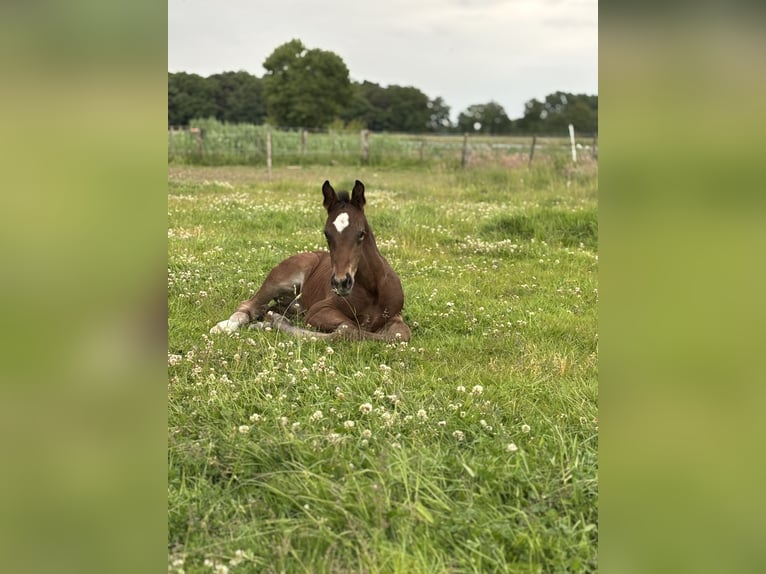Westfaal Hengst  170 cm Bruin in Warendorf