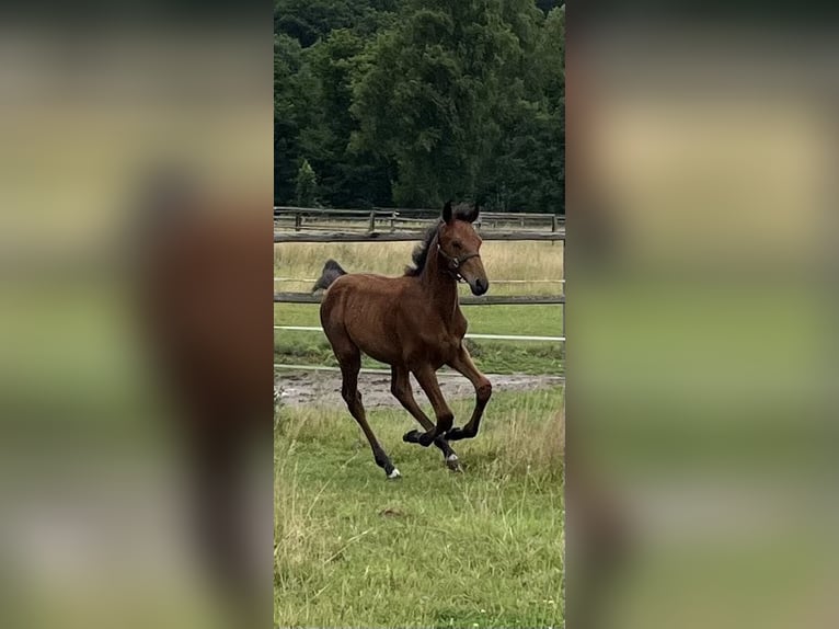 Westfaal Hengst Veulen (04/2025) 170 cm Bruin in Schwerte