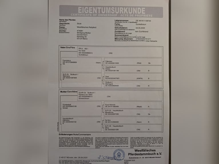 Westfaal Hengst Veulen (04/2026) 170 cm Donkerbruin in Eckenroth